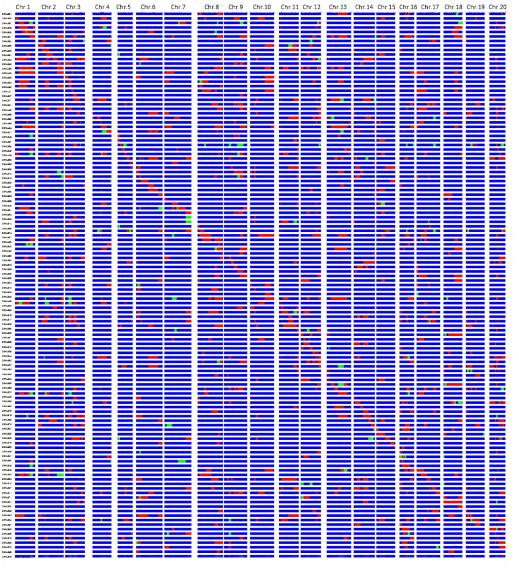 Fig. 1. Graphical genotypes of the wild soybean ‘JWS156-1’ chromosome segment substitution lines (CSSLs) in the cultivated soybean variety ‘Jackson’ background. 