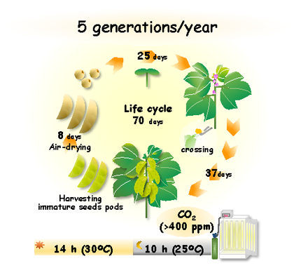 Fig 1. Schematic representation of our method for accelerating breeding in soybean (cv. Enrei) in a growth chamber supplemented with CO2.