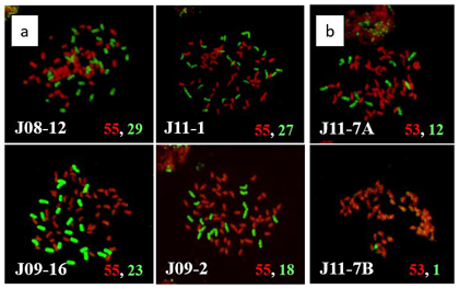 Fig. 2. GISH analysis of intergeneric hybrids