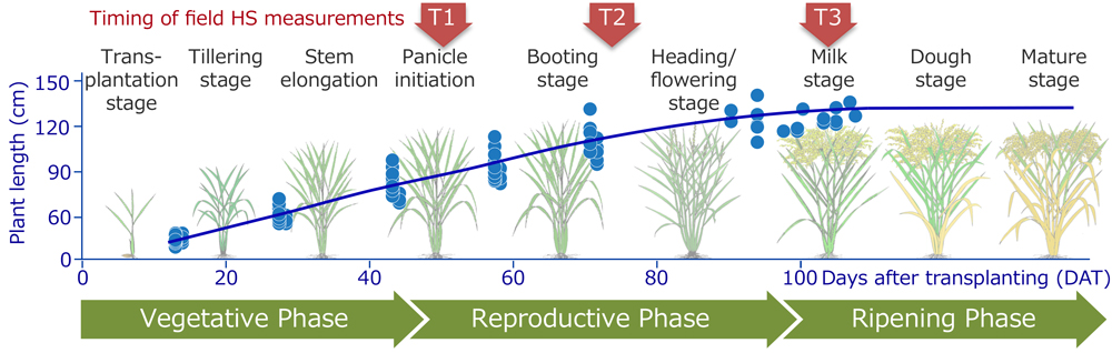 Fig. 1. Plant height and the timing of field HS measurements at different growth stages in a paddy field. 