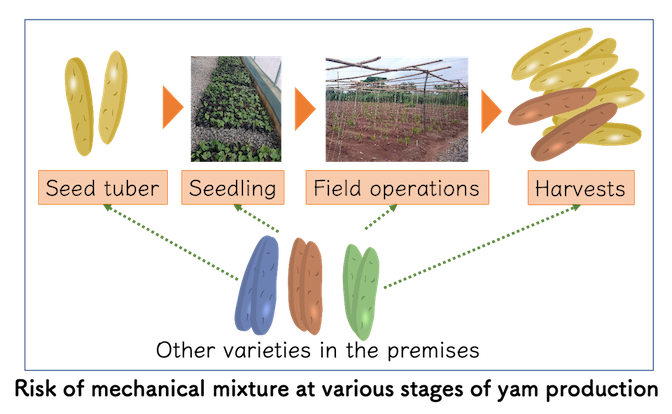 Risk of mechanical mixture at various stages of yam production