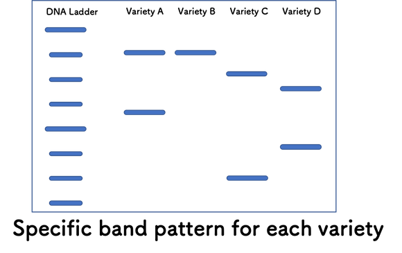 Specific band pattern