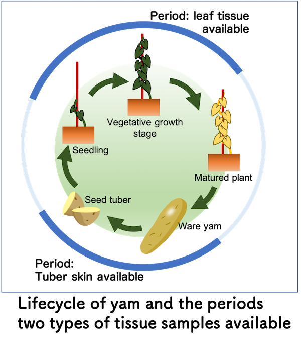 Lifecycle of yam