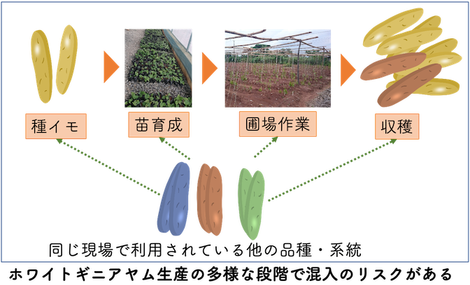 混入のリスク