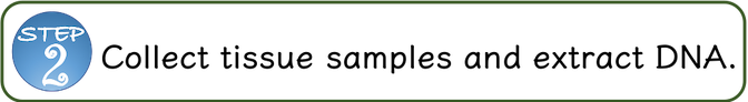 Step 2: Collect tissue samples from target genotypes and extract DNA