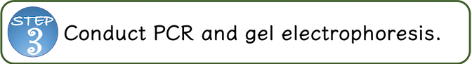 Step 3: Conduct PCR with nominated markers in step 2, and gel electrophoresis
