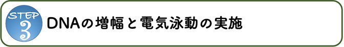ステップ3：DNAの増幅と電気泳動の実施