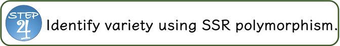 Step 4: Identify variety/line based on specific band patterns