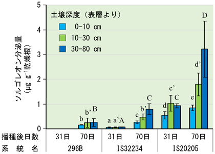 図2 窒素肥料施用下で栽培したソルガムの根からの土壌深度ごとのソルゴレオン分泌量