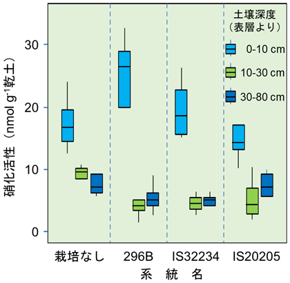 図3 窒素肥料施用下で播種後70日間栽培したソルガム根圏土壌の深度ごとの硝化活性