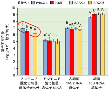 図4 窒素肥料施用下で播種後70日間栽培したソルガム根圏土壌（深度0～10 cm）中の各菌の遺伝子存在量