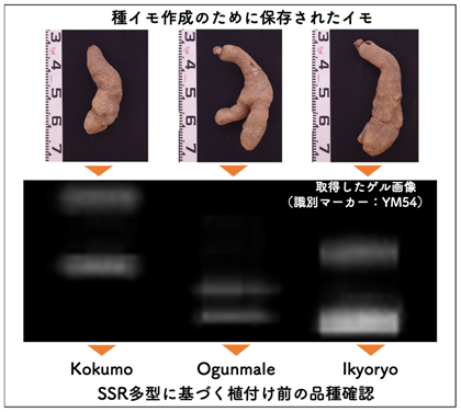 図2 SSRマーカーによる品種識別の例