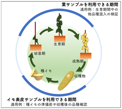 図3 二種類のサンプルが取得可能な時期