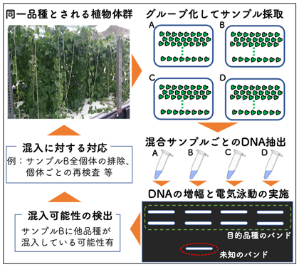 図4 他品種混入検出手法の利用例