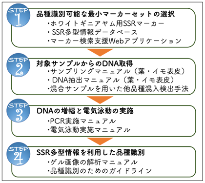 図5 SSRマーカーを利用した品種識別の流れと提供する技術・サービス