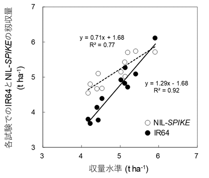 図1 IR64とNIL-SPIKEを用いた11栽培試験での籾収量比較