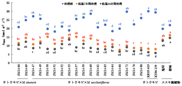 図1 サトウキビとススキ属植物の属間雑種における低温条件下での光合成速度