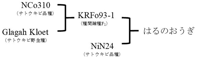 図2 「はるのおうぎ」の系譜