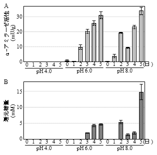 図3 酸緩衝液(pH 4.0, 6.0, 8.0)による浸漬処理の後、37℃で5日間保温した麺におけるα-アミラーゼ活性(A)および還元糖量(B)の消長