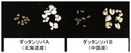 図1 ダッタンソバを用いた簡易膨化処理