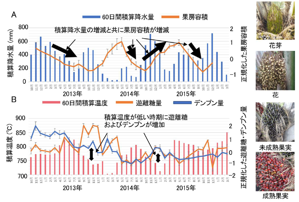 図1 パーム果房の容積（右の写真に示した全組織の合計）と観測日の60日間積算降水量（A）、幹中の遊離糖とデンプン量の変動及び観測日の60日間積算温度（B）図1 パーム果房の容積（右の写真に示した全組織の合計）と観測日の60日間積算降水量（A）、幹中の遊離糖とデンプン量の変動及び観測日の60日間積算温度（B）"