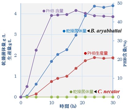 図1 B. aryabhattaiによる可溶性澱粉からのPHB生産