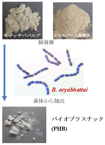 図2 農作物残渣内の未利用澱粉からのPHB生産