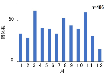 図2 パケオ個体群の孵化月分布","title":"図2 パケオ個体群の孵化月分布","class":"media-element file-wysiwyg","data-delta":"2"}}]]図2 パケオ