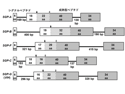 図1 バナメイエビにおける卵黄形成抑制ホルモン作用を持つSGP遺伝子の構造模式図