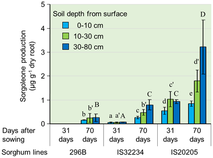 Fig. 2. Dynamics of sorgoleone secretion from roots of sorghum along the soil profile under nitrogen fertilizer application (120 kg ha-1)