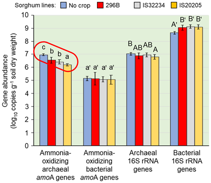 Fig. 4. Gene abundance in bulk (no crop) and rhizosphere soils (0-10 cm layer) of sorghum lines cultivated for 70 days under nitrogen fertilizer application (120 kg ha-1)