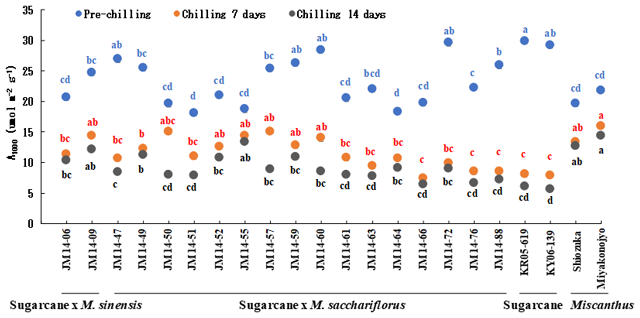 "Fig. 1. Photosynthetic rates of intergeneric hybrids in the chilling treatment""