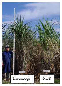 Fig. 1. Harunoogi and NiF8 Photos taken in November 2018 in Nishinoomote, Japan