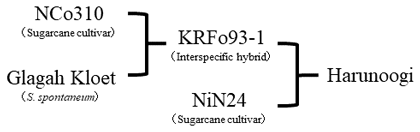 Fig. 2. The pedigree of Harunoogi