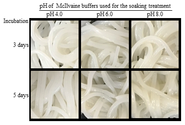 Fig. 2. Appearance of fermented rice noodles after 3 and 5 days of incubation at 37°C after soaking treatment with McIlvaine buffers at pH 4.0, 6.0, and 8.0