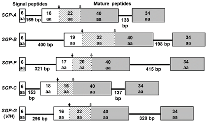 Fig. 1. Schematic diagram of gene structure for SGPs having vitellogenesis-inhibiting hormone activity. Exons are indicated as boxes with numbers of amino acid residues (aa), and introns are indicated as bold lines with numbers of base pairs (bp)