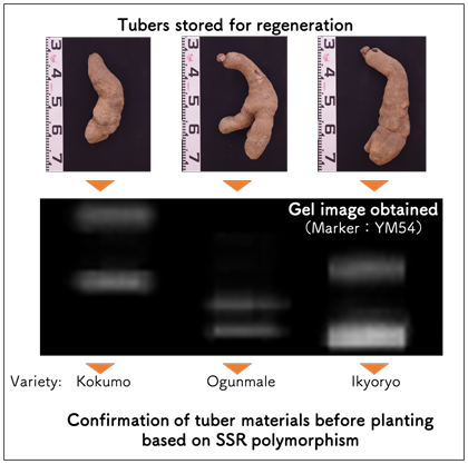 Fig. 2. Identification of varieties with similar tuber shapes using SSR markers