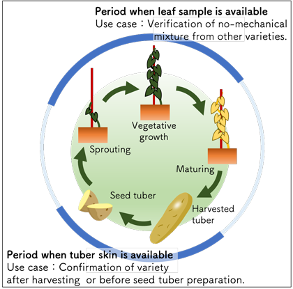 Fig. 3. Expanded period for variety identification with two types of samples