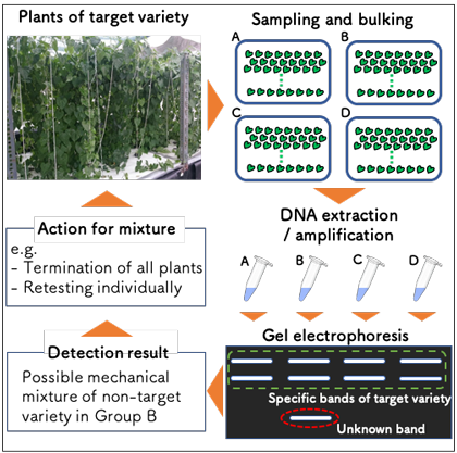 Fig. 4. Utilization of the sample bulking method to maintain purity of target variety