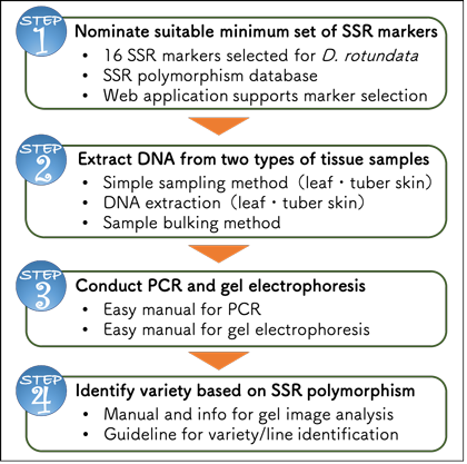 Fig. 5. SSR marker technology package for variety identification of white Guinea yam