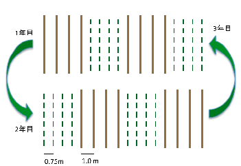 図1 トウジンビエとササゲの4列配置とローテーション