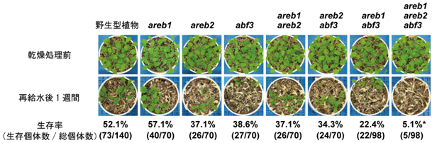図1 AREB型遺伝子欠損シロイヌナズナを用いた乾燥ストレス耐性試験