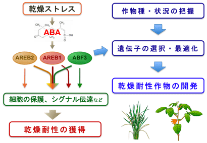 図2 協調的に乾燥耐性能を制御する3種類のAREB型転写因子を 利用した乾燥耐性作物開発のモデル図
