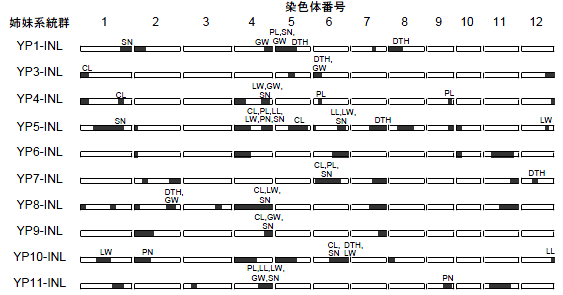 図1 同じ遺伝子供与親に由来する系統をバルクしたIR64の 染色体断片導入系統群のグラフ遺伝子型
