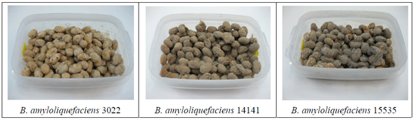 図1 種々のB. amyloliquefaciensにより製造した大豆発酵物