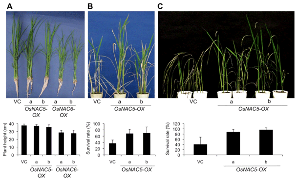 図1 イネOsNAC5遺伝子を過剰発現するイネの生育と環境ストレス耐性