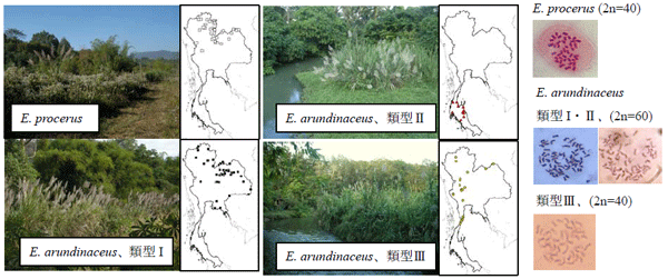 図1 タイ国内におけるE. procerus, E. arudinaceus 3類型の生態写真、分布図、染色体
