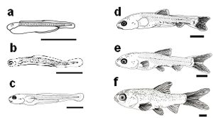 図4 Hypsibarbus malcolmi仔稚魚