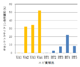 図1 集約養殖池のバナメイエビ(VA)およびウシエビ(BT)付着