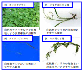 図1 文献資料などにより区分した植物と雑草の由来